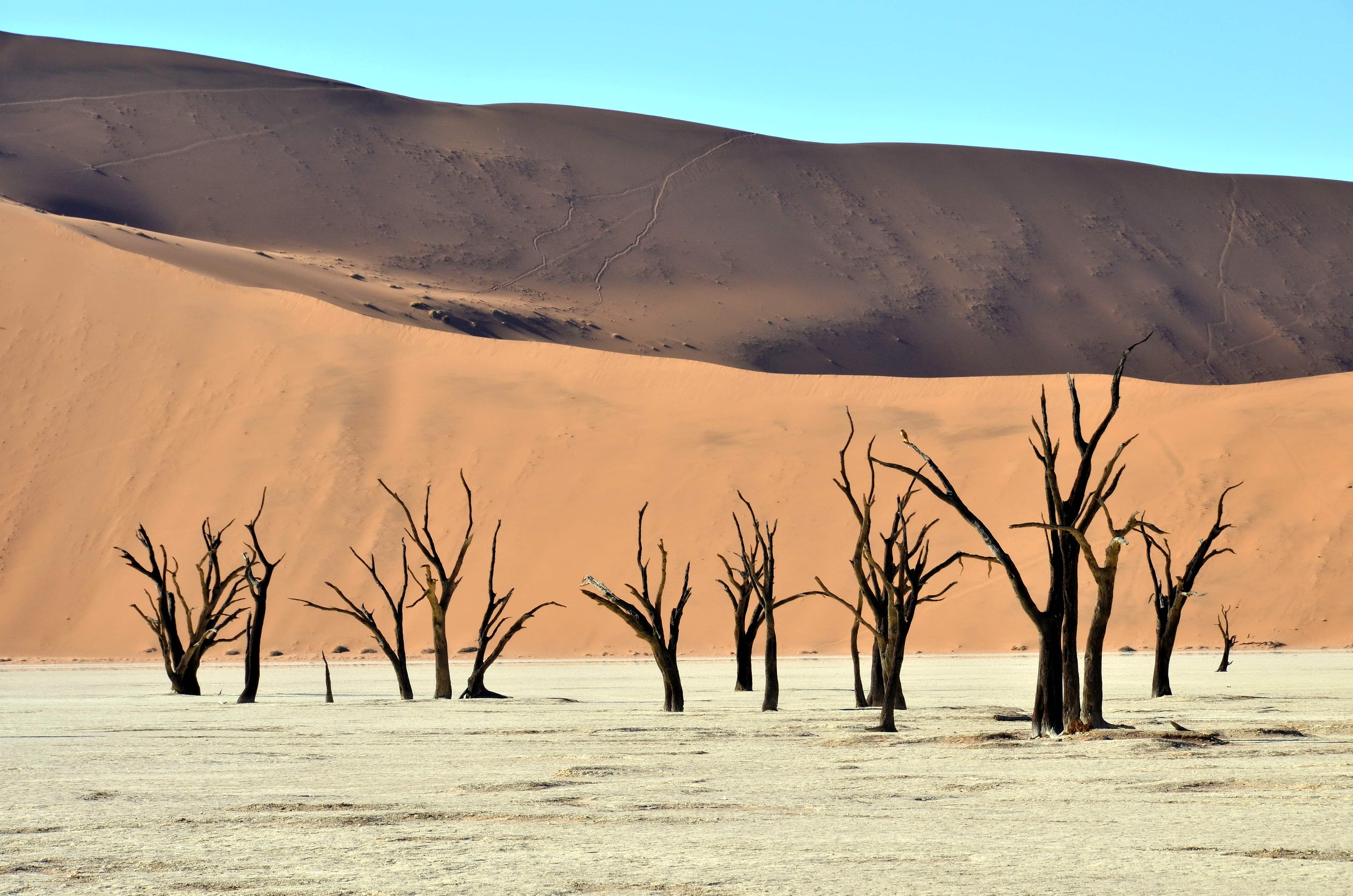 Sossusvlei, Namib-Naukluft National Park, Namibia (Eric Bauer Flickr)