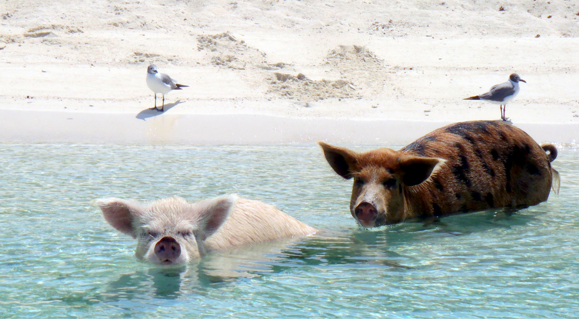 Pig Beach,  Big Major Cay, Bahamas