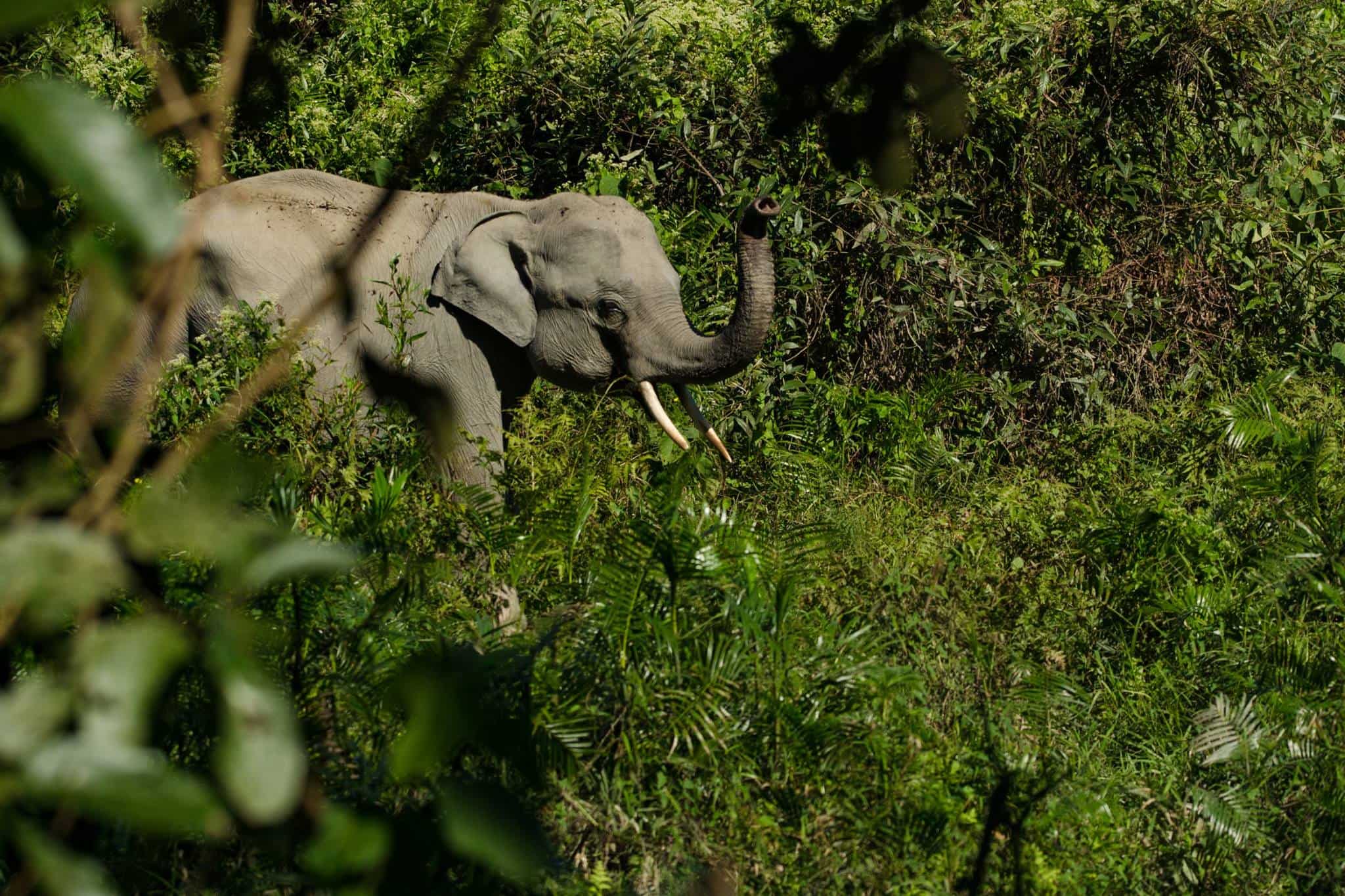 3 elephants killed after hit by moving train in Sri Lanka 3 elephants killed after hit by moving train in Sri Lanka