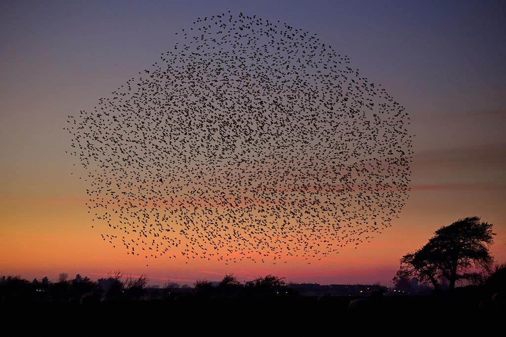 Starlings put on a display as they gather in murmurations in Gretna, Scotland