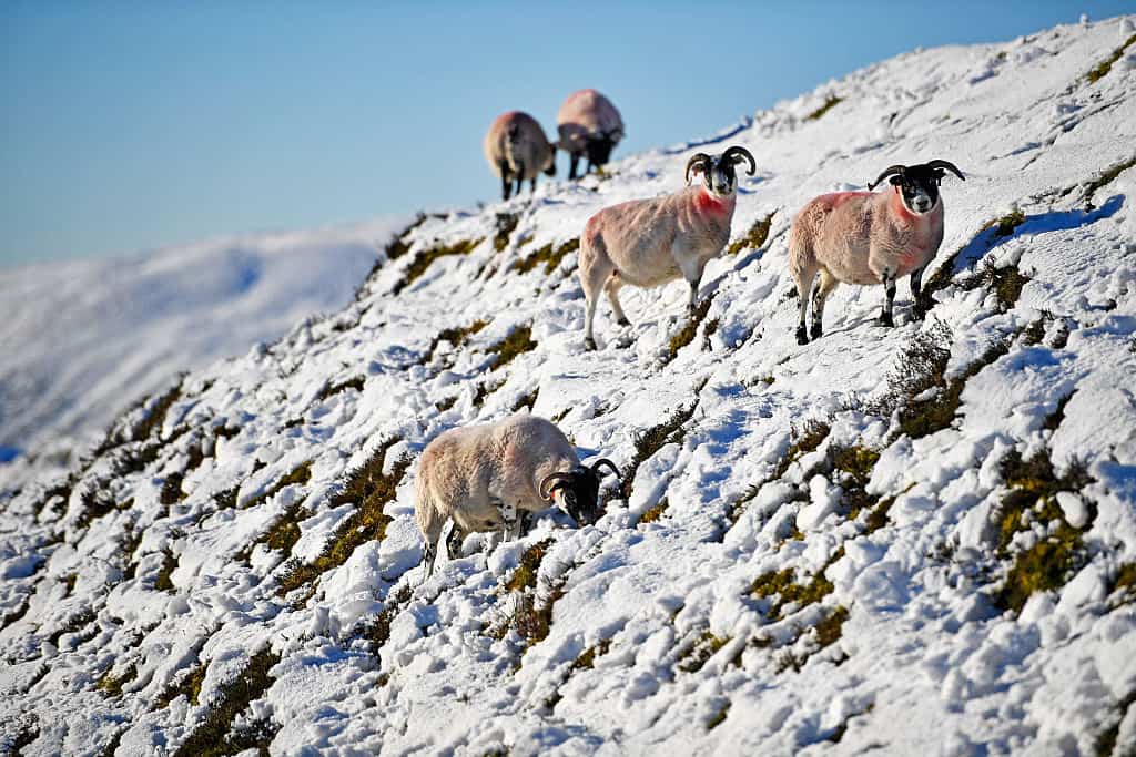 Sheep graze in the snow at the highest village in Wanlockhead,Scotland