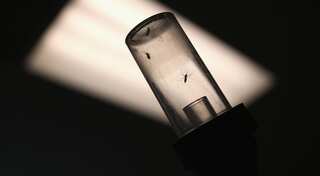 US: Texas announces first locally-transmitted Zika case