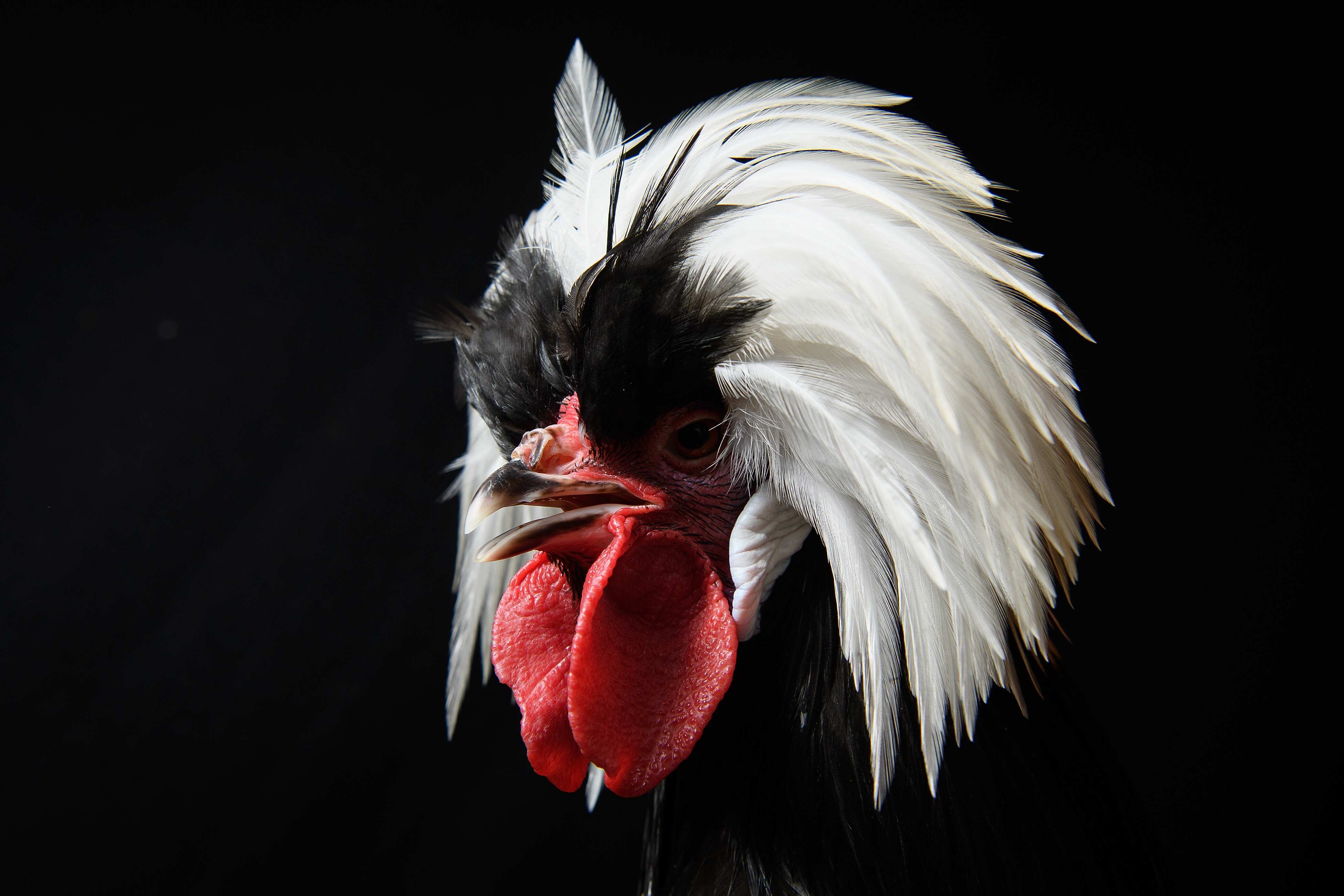 A White Crested Poland at the National Poultry Show in Telford, England