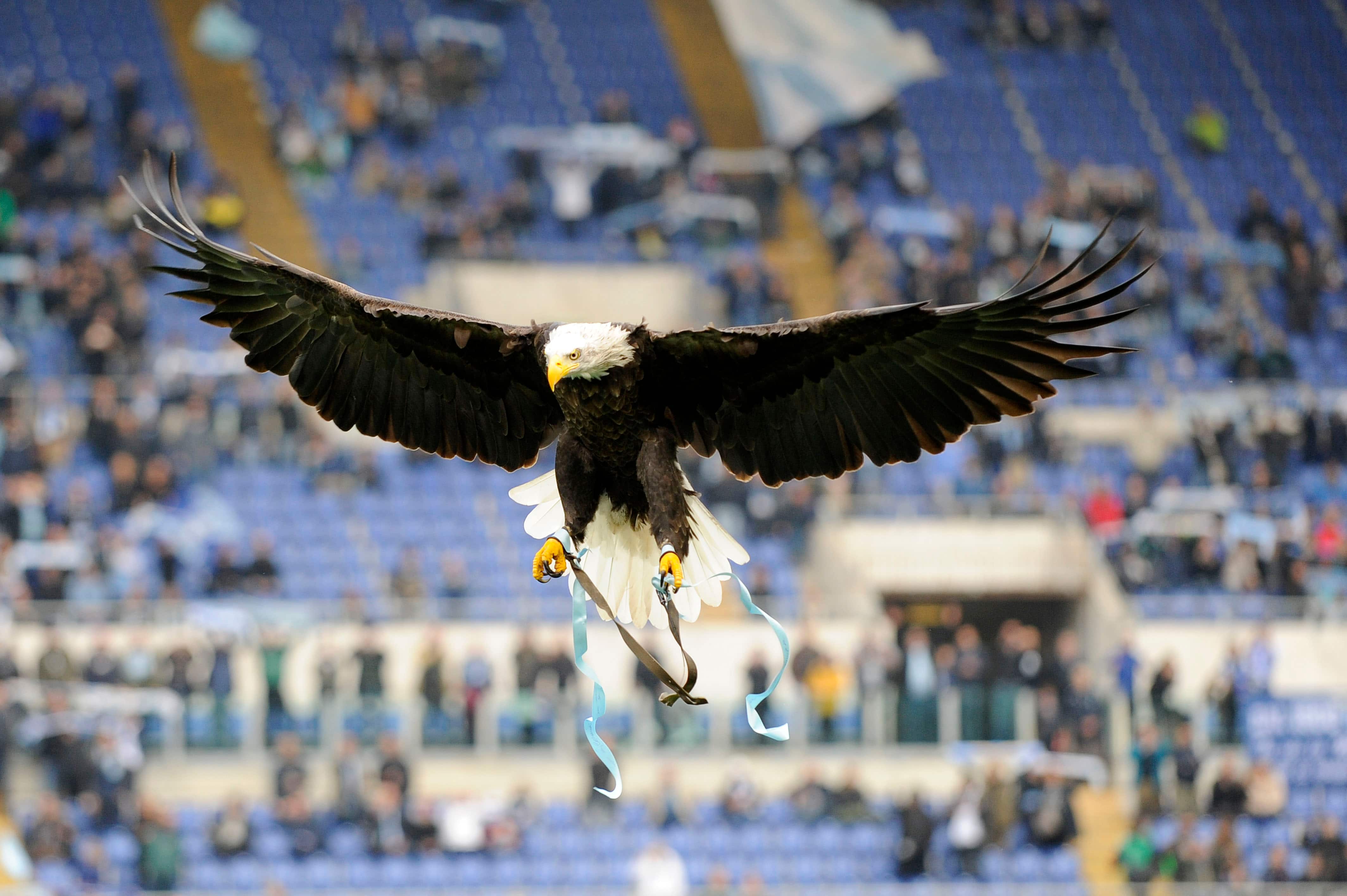 An eagle flies before the Serie A match between SS Lazio and AS Roma at Stadio Olimpico  in Rome, Italy.