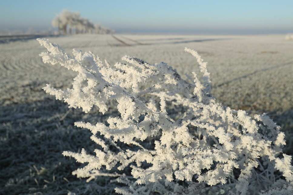 Frozen breeze-whipped dew clings to branches next to a frozen field near Irxleben, Germany.