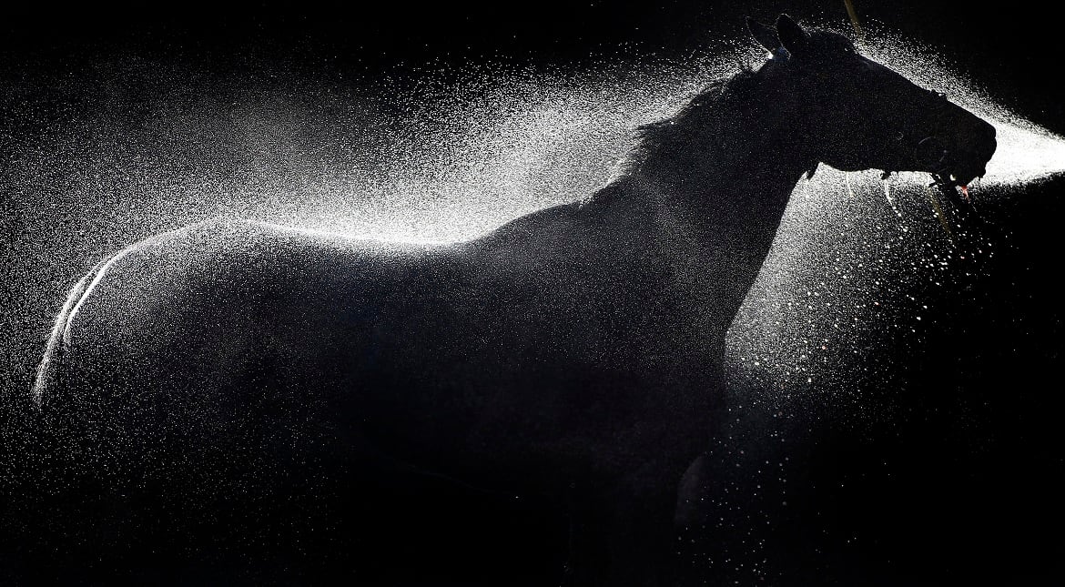 Rons Dream is hosed down at Warwick racecourse in Warwick, England.