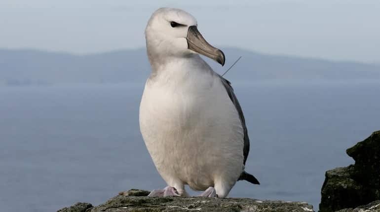 The oldest known seabird lays an egg at 66