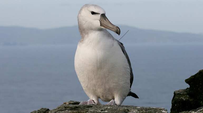 The oldest known seabird lays an egg at 66