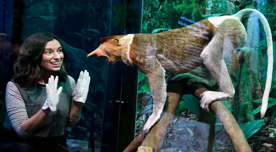 Alice Wyllie views a Proboscis monkey during a press preview for a new taxidermy