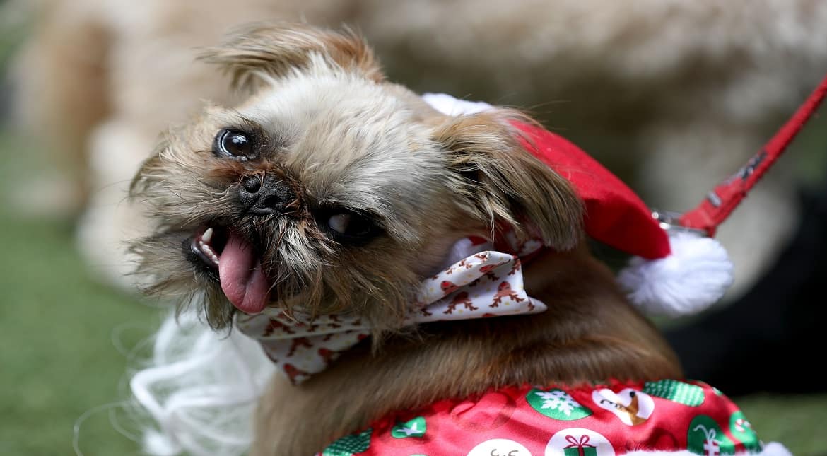 Max is seen after walking the red carpet for the Doggie and Deck Chair