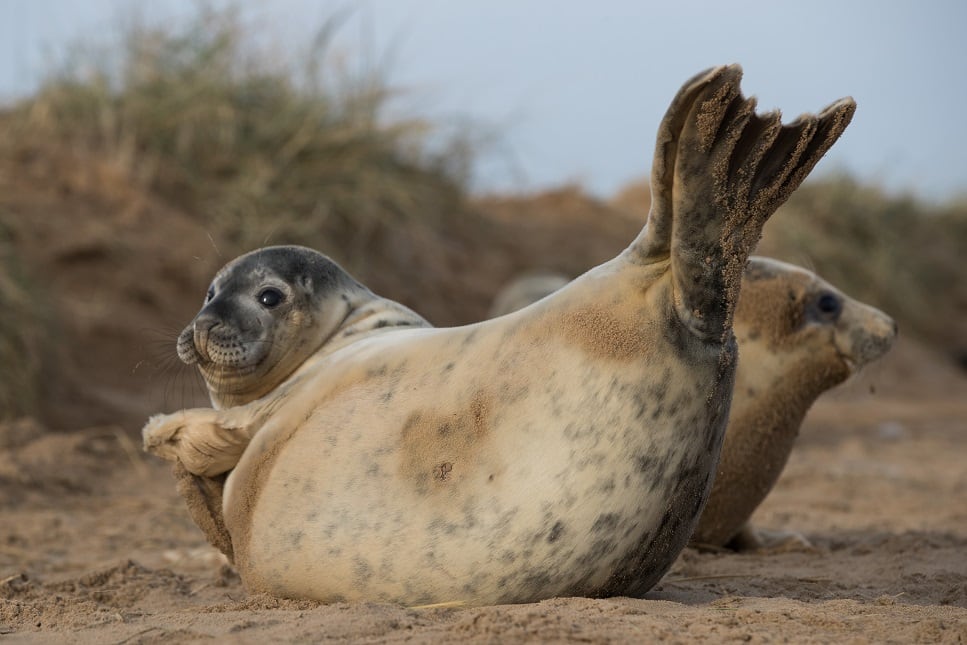 An older gray seal pup lays on the beach near the Lincolnshire Wildlife