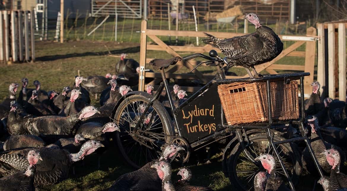 Free range bronze turkeys gather in a fruit orchard at Lydiard Turkeys
