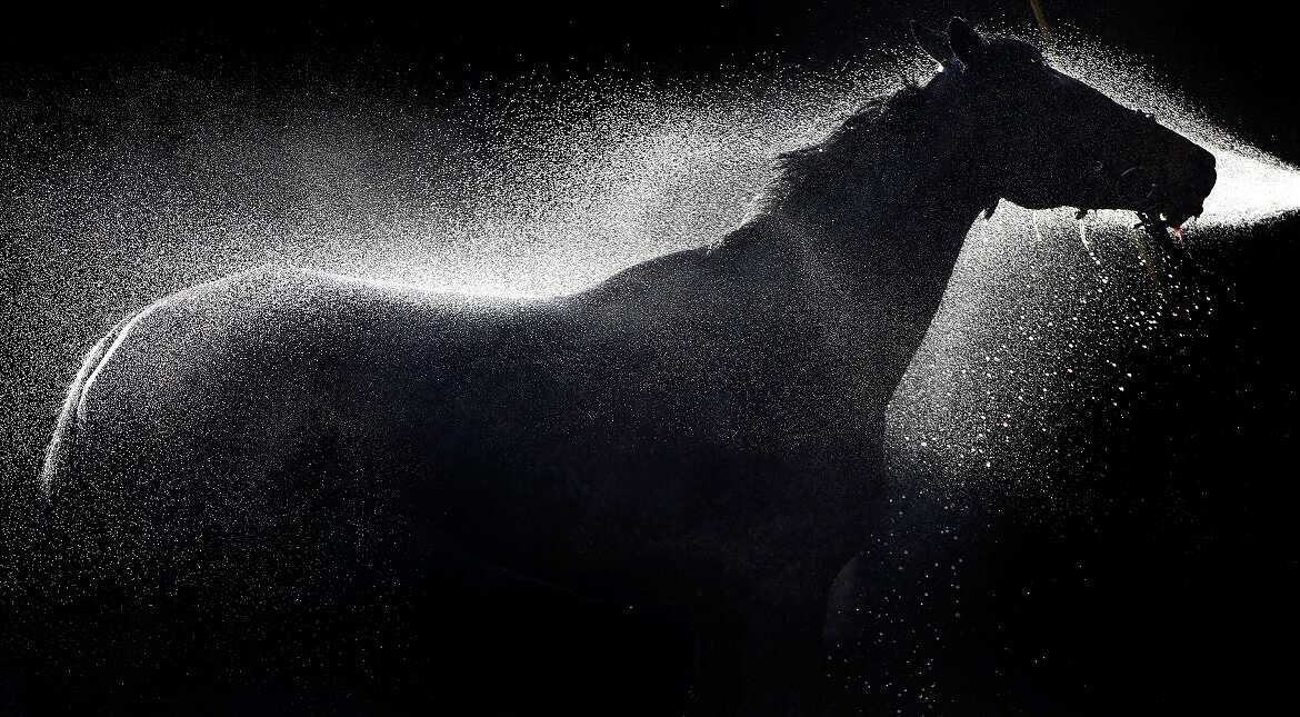 Rons Dream is hosed down at Warwick racecourse in Warwick, England