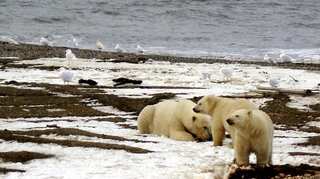 Climate change and human encroachment increasing cannibalism among polar bears