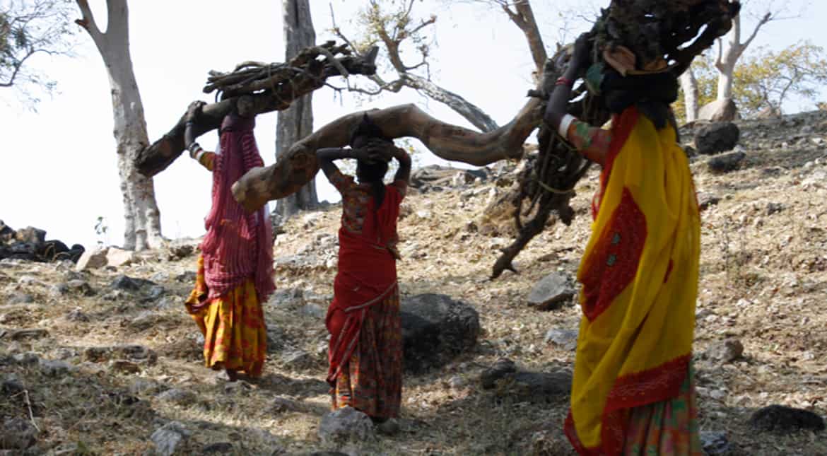 India's forest rights law staggered by conflicting policies: Report India's forest rights law staggered by conflicting policies: Report
