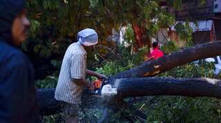 Delhi: PIL filed against massive tree felling 