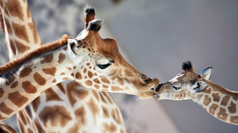 Baby giraffe of Niger (Giraffa Camelopardalis) "Kenai" (R), born on August 25, 2016, kisses his mother "Dioni" at the zoo of La Fleche.