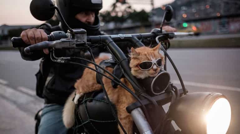 A biker shows his 12-year-old cat "Chiquinho" - which always rides with him on his motorbike - in Rio de Janeiro, Brazil.