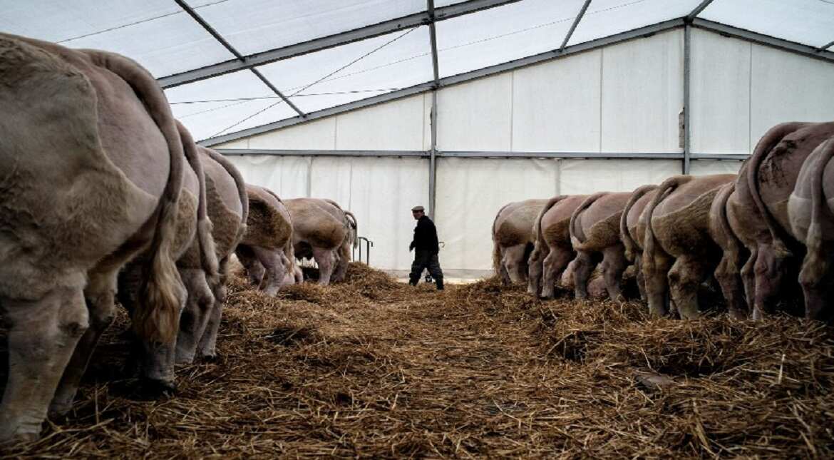 A farmer walks in an alley in Charolles, on the opening day of the Festival Du Boeuf Charolais