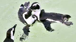 New Zealand: Giant Penguin fossil found by schoolkids gets classified