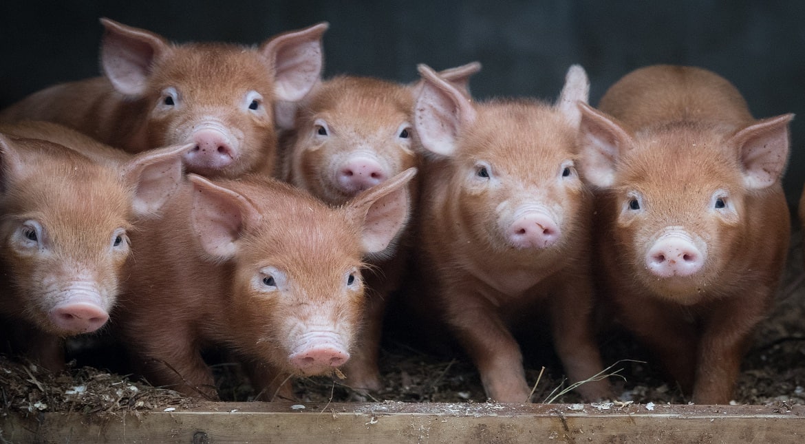 Meghalaya bans import of pigs after unusual deaths in Assam, Arunachal