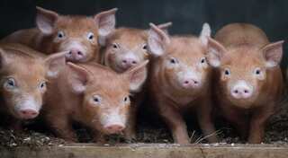 China intends to improve pigs' genetics so they produce more meat and consume less