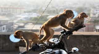 Monkeys at Bali temple know which items to steal for ransom and food: Study