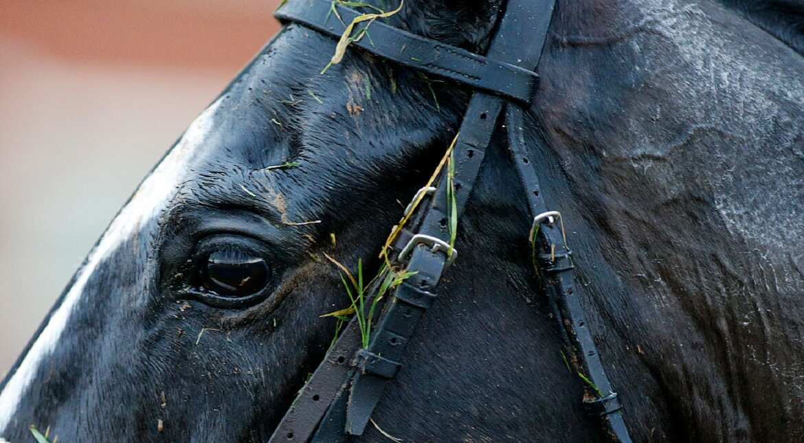 A horse returns after being brought down at Taunton Racecourse in Taunton, England