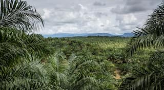 After Asia, palm oil faces backlash in Africa