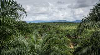 After Asia, palm oil faces backlash in Africa