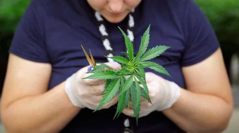 German cabinet approves controversial bill legalising recreational marijuana use, cultivation