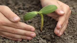 Planting extra trees will boost rainfall across Europe