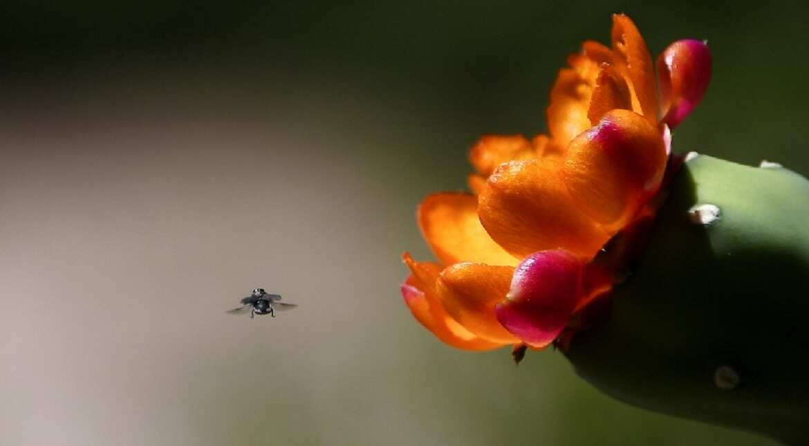 A cactus flower seen during stage two of the 2017 Dakar Rally between Resistencia and San Miguel de Tucuman, Argentina.