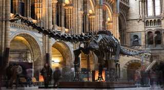 Ancestors of Diplodocus dinosaur may have been meat eaters: Research