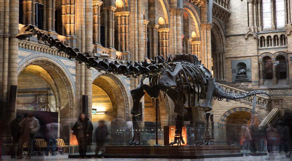 Ancestors of Diplodocus dinosaur may have been meat eaters: Research