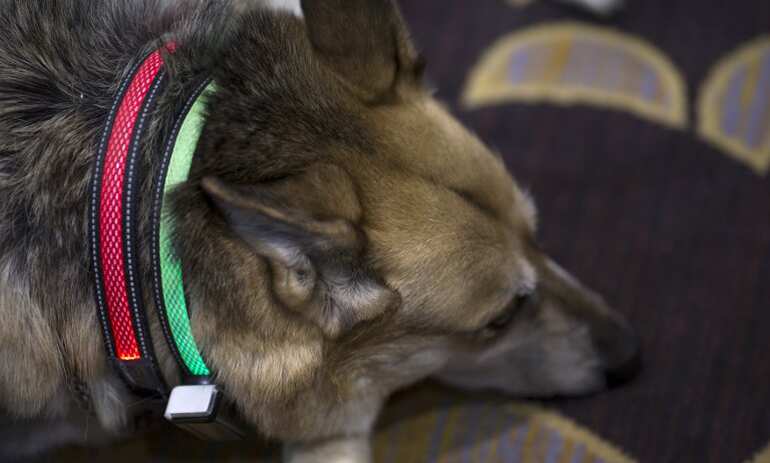 A dog wears an illuminated Smart Dog Collar by Jagger and Lewis during the 2017 Consumer Electronics Show (CES) in Las Vegas.