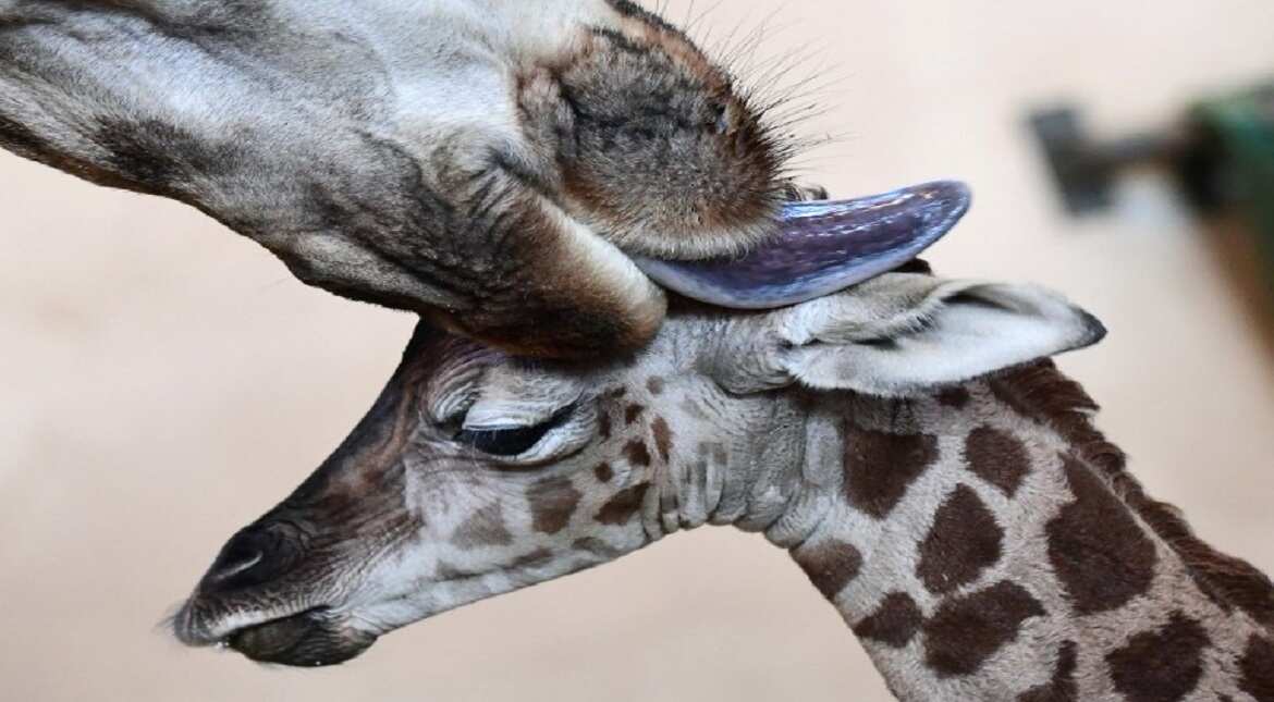A three-day young giraffe baby is cleaned by its mother in the 'Giraffe House' at Zoo and Botanic Garden of Budapest.