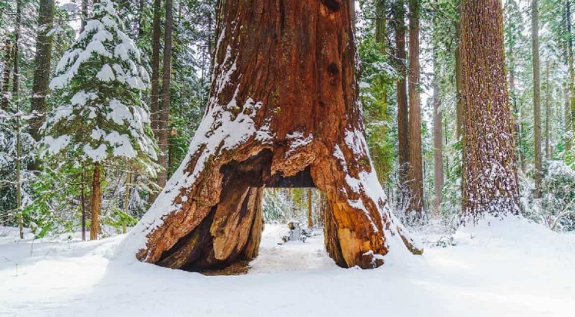 This photo shows courtesy of the California State Parks shows the famous Pioneer Cabin Tree in Calaveras Big
