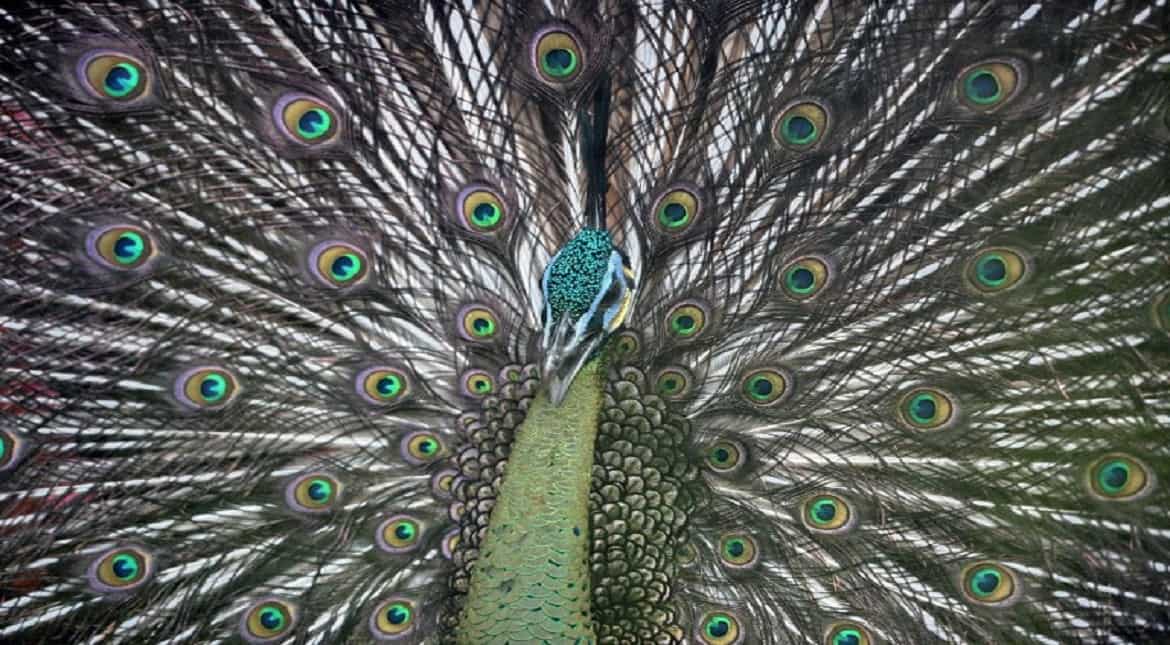 A peacock is seen inside its enclosure at Jurong Bird Park in Singapore.