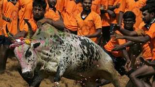 India's highest court rejects passing judgment on bull-taming sport