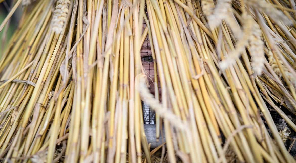 Grace Randall stands in her Straw Bear costume following the annual Whittlesea Straw Bear Festival parade in Whittlesey, United Kingdom.