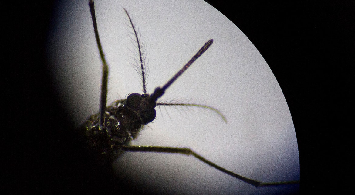 In fight against Dengue fever, researchers turn to genetically modified mosquitoes In fight against Dengue fever, researchers turn to genetically modified mosquitoes