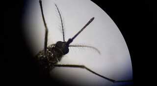 In fight against Dengue fever, researchers turn to genetically modified mosquitoes