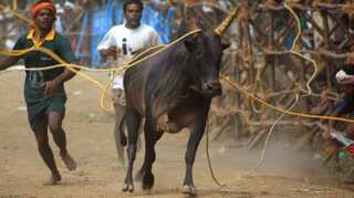 Politician from southern India's Tamil Nadu state calls PETA 'anti-national' for opposing bull-taming festival