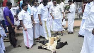 India's top court: Stray dogs also have a right to live
