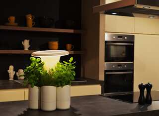 Plants at home may improve mental well-being