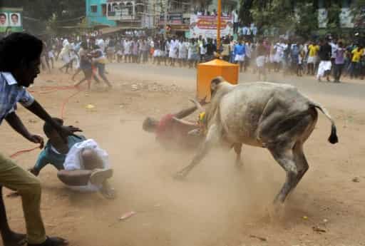 Jallikattu stir spreads to Sri Lanka, UK and Australia