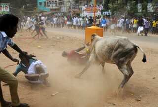 Jallikattu stir spreads to Sri Lanka, UK and Australia