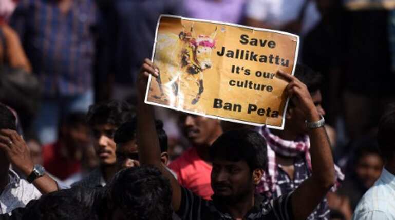 India: Lifting of Jallikattu ban moves a step closer India: Lifting of Jallikattu ban moves a step closer