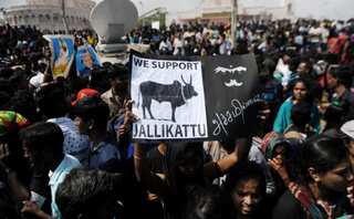Jallikattu to be held across Tamil Nadu today after govt approves ordinance